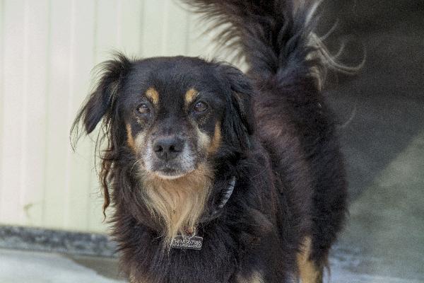Cocò, Il Compagno Fedele Che Ora È Rimasto Solo